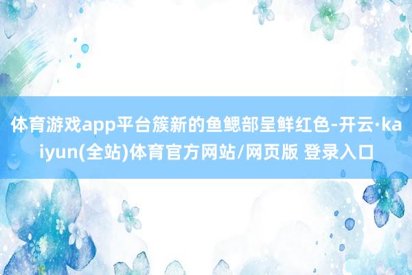 体育游戏app平台簇新的鱼鳃部呈鲜红色-开云·kaiyun(全站)体育官方网站/网页版 登录入口
